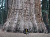 sequoia14